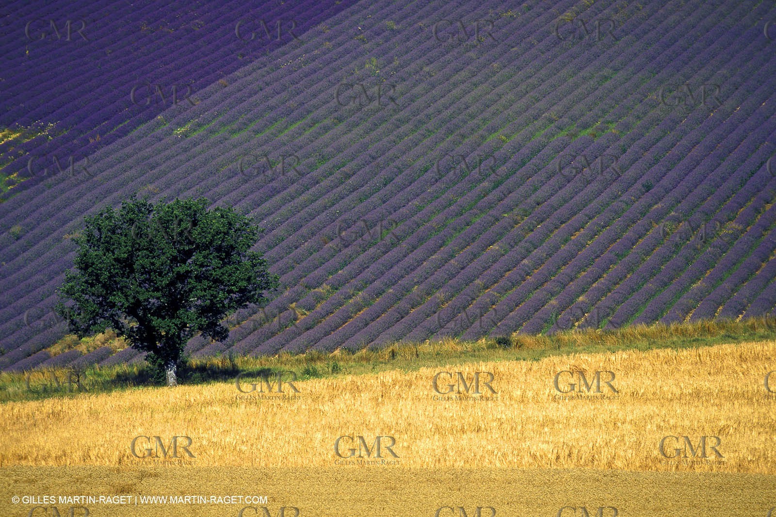 Lavander fields