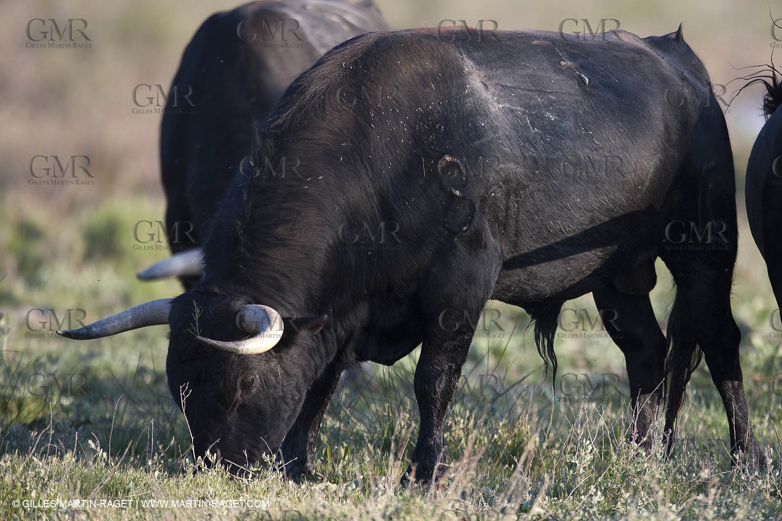 19 04 2011 - Arles (FRA,13) - Bullfight toros in Camargue
