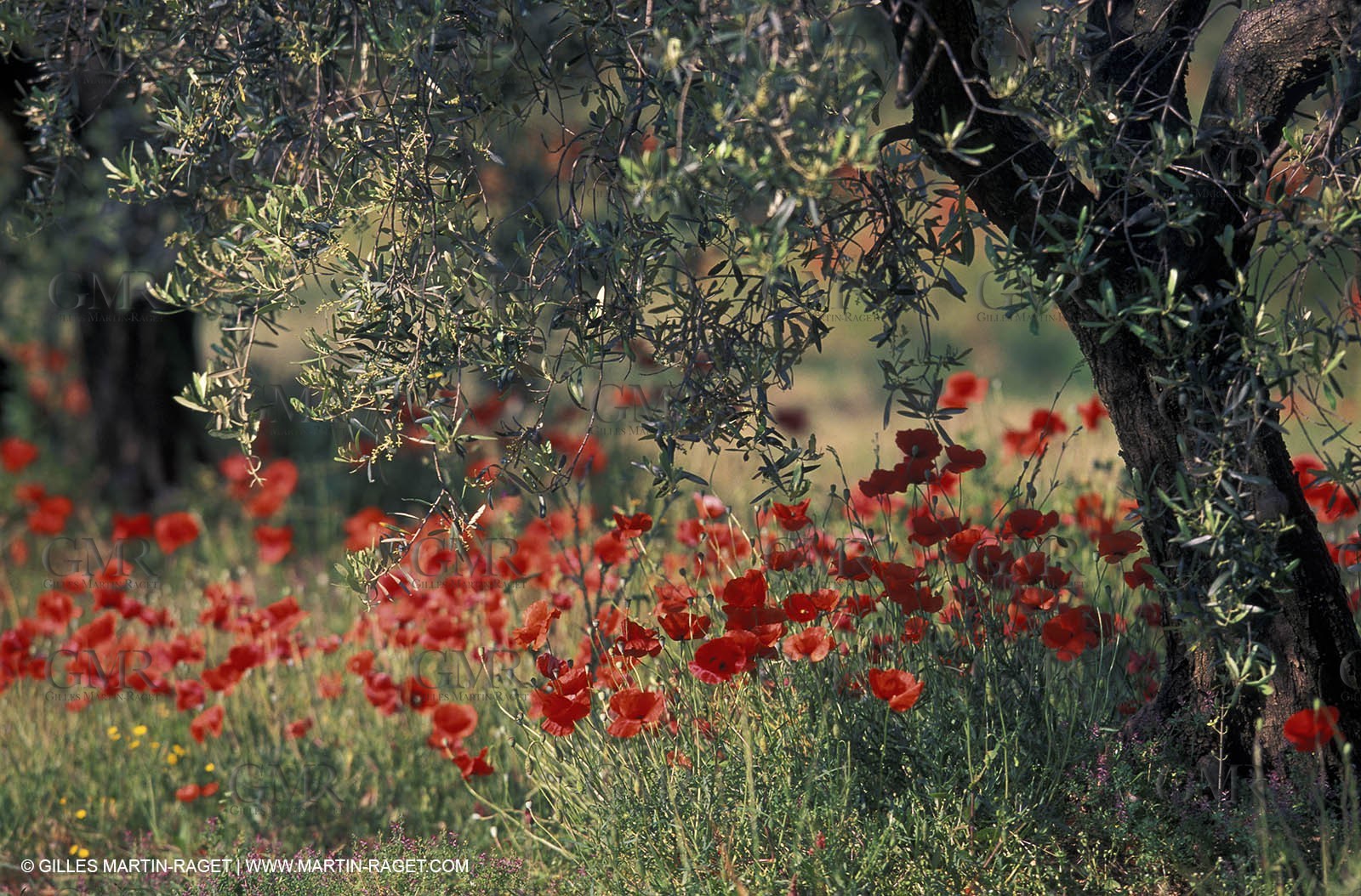 Poppies - Poppies field and Olive Tree