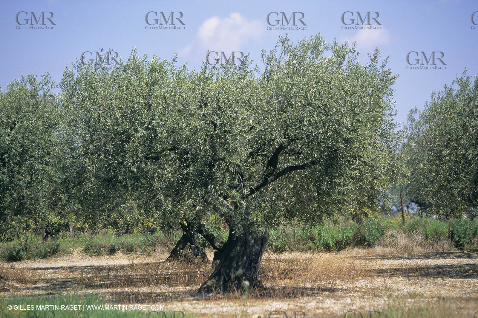 Nîmes Métropole landscapes (FRA,30) - Vaunage