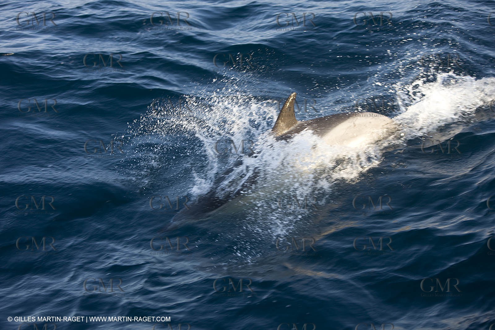 Marine animals