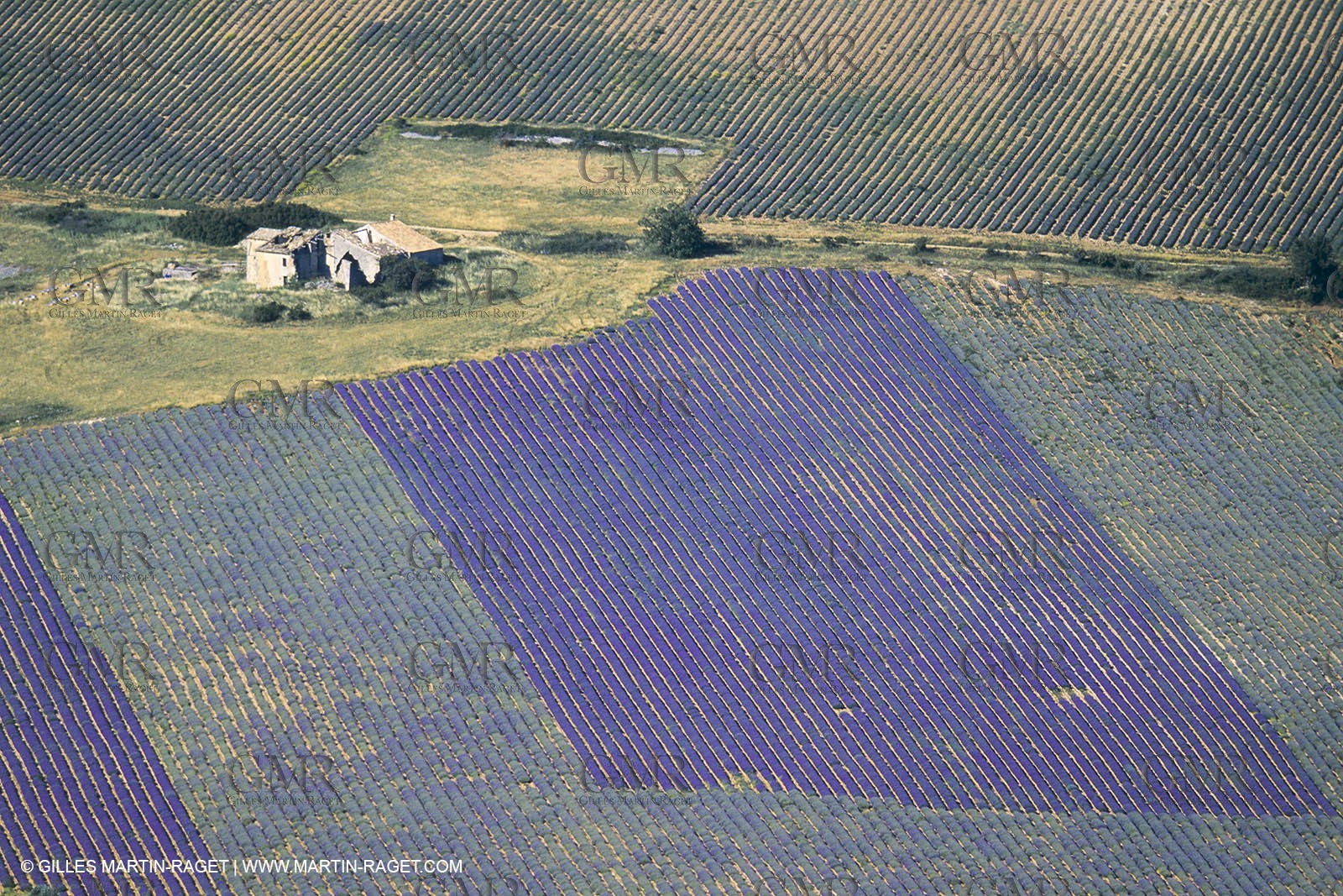 France, Provence, Lavender fields