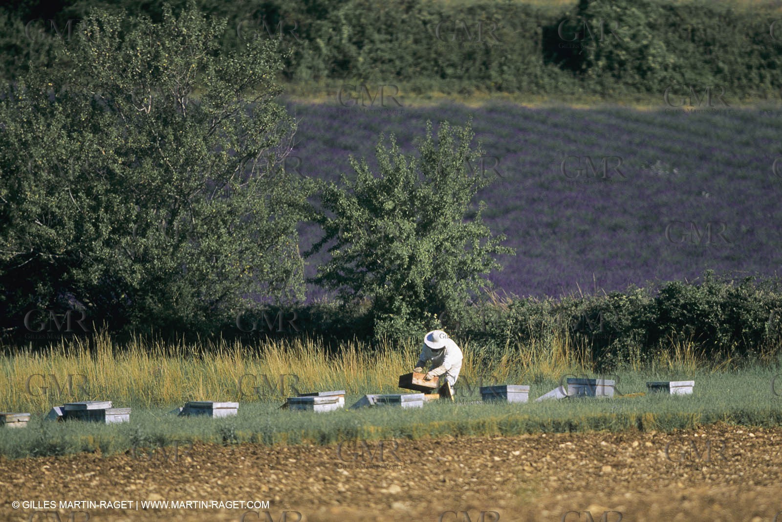 France, Provence, Apiculture