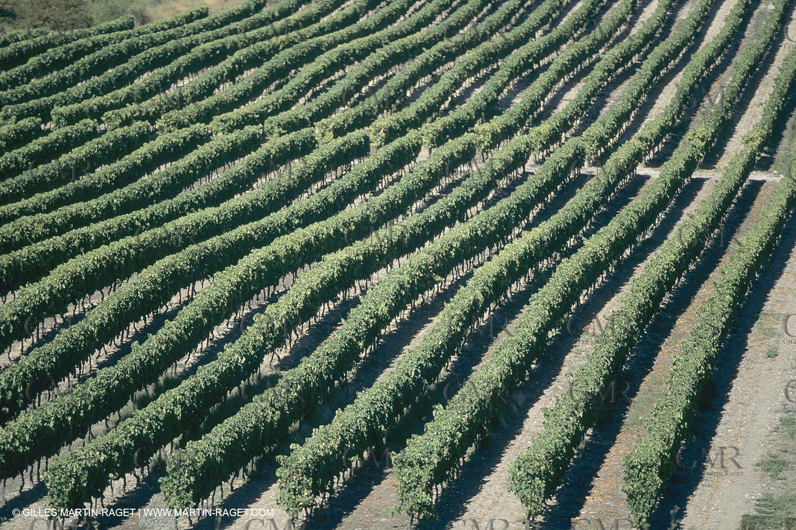 Vin, Vigne , Vendanges, vignification, vignobles, France, Provence, Côte du Rhône, Rosé