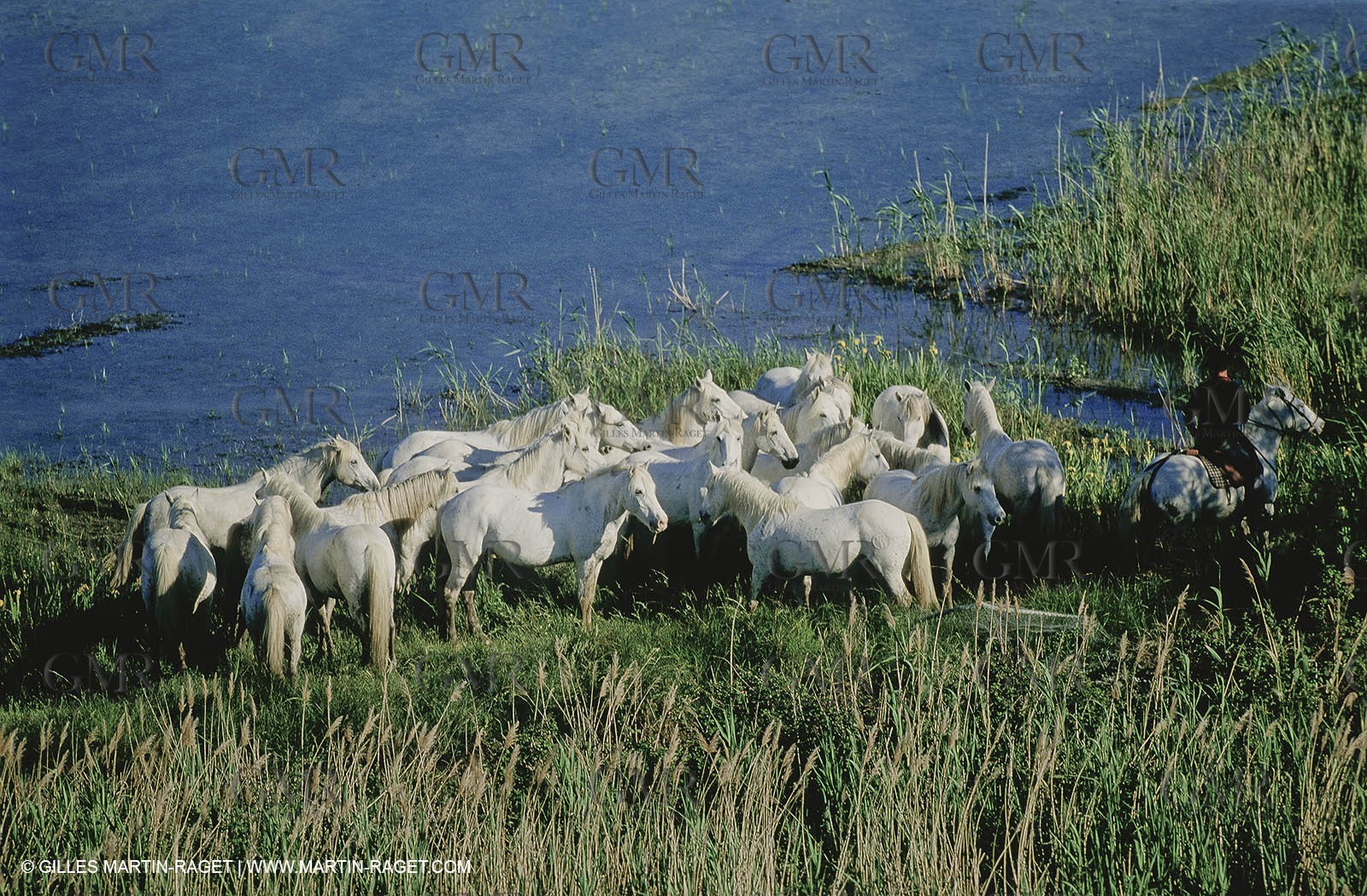 2000-2010- Arles - Les Saintes Maries de la mer (FRA,13) - Chevaux race Camargue