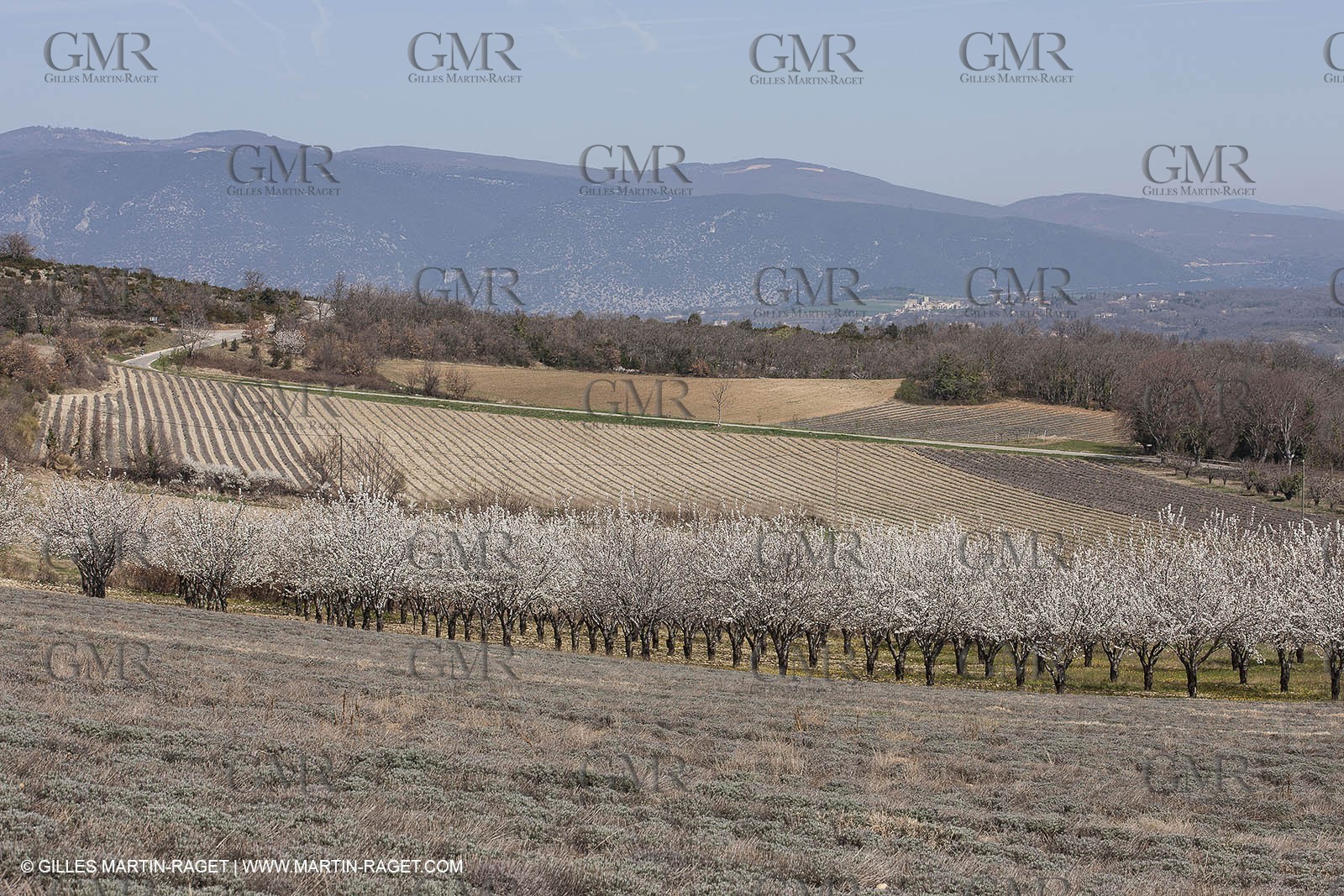 March 30th 2012 - Saint Saturnin les Apt (FRA, 84) - blooming cherry trees