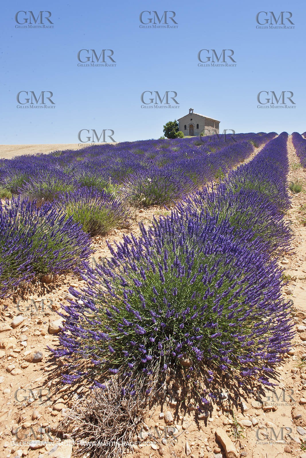 27 06 2011 - Entrevennes (FRA, 04) - Lavander fields