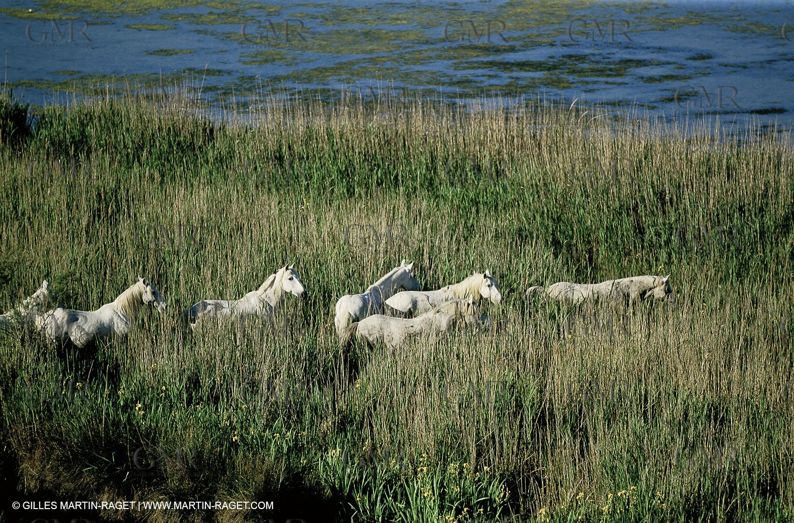 2000-2010- Arles - Les Saintes Maries de la mer (FRA,13) - Camargue horses