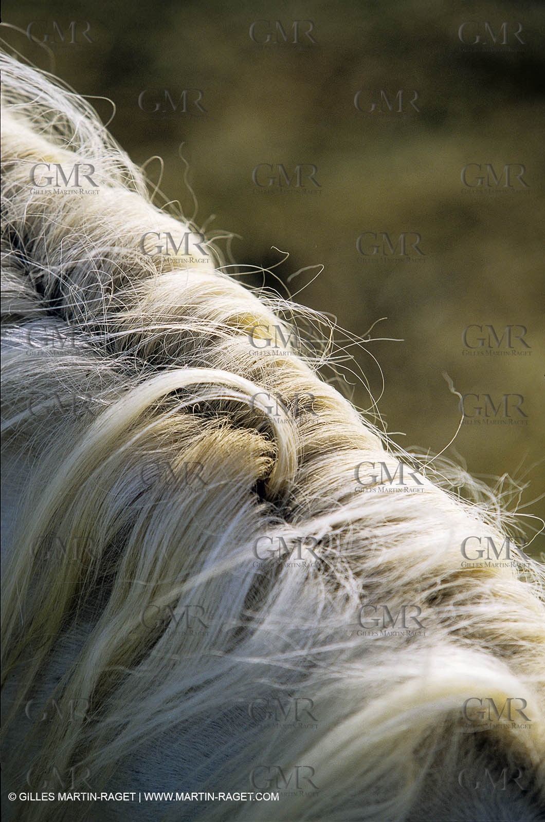 2000-2010- Arles - Les Saintes Maries de la mer (FRA,13) - Camargue horses