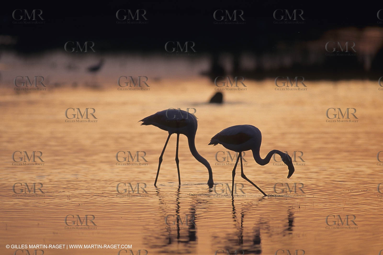 France, Provence, Camargue, Birds, Flamants, flamingos