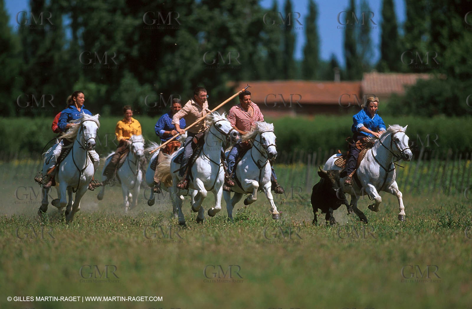Camargue horses and bulls breeding