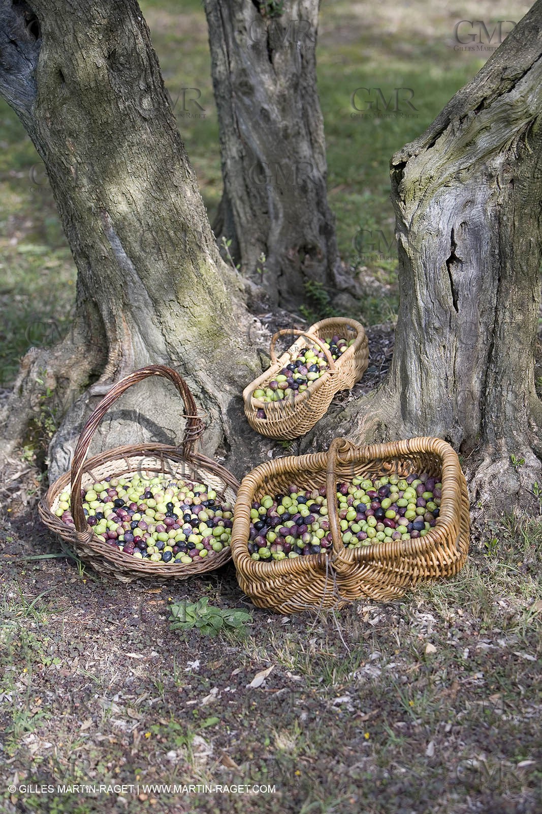 28 10 2007 - Saint Rémy de Provence (FRA, 13)- Olives harvest at  Vallon Raget