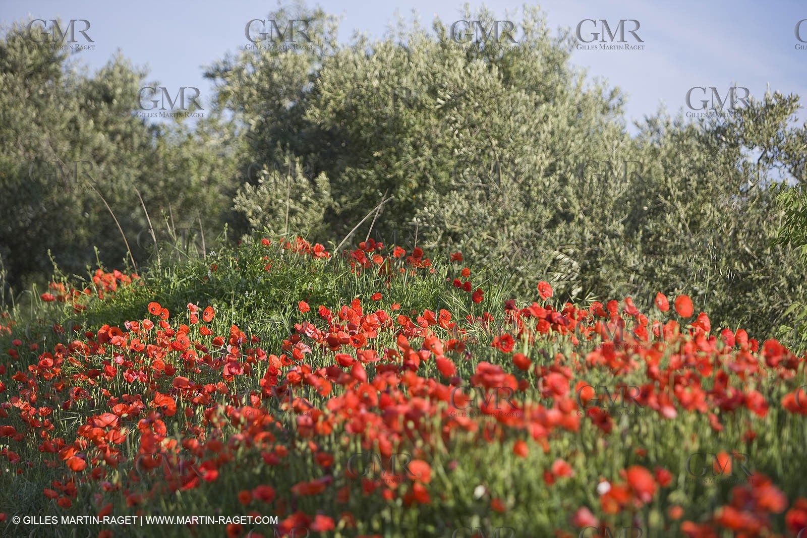 04 05 2008 - Saint Rémy de Provence (FRA, 13) - Alpilles hills landscapes