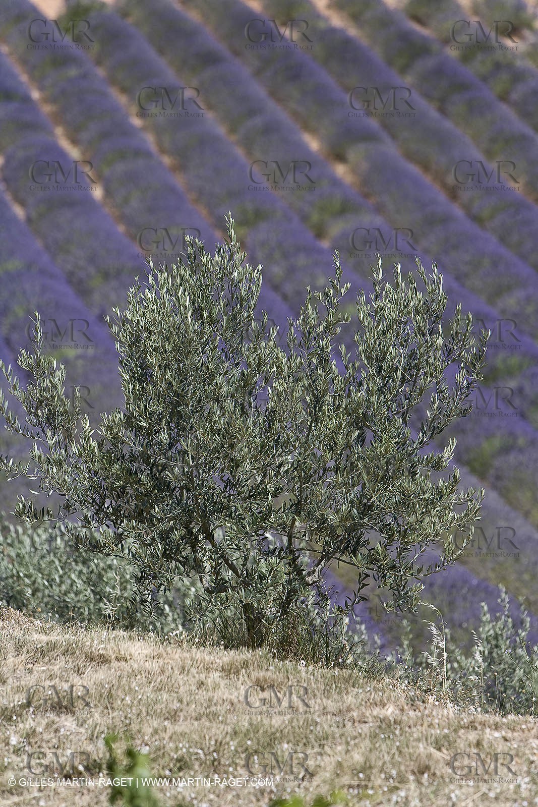 13 08 2007 - Valensole (04) - lavender fields on Valensole plateau