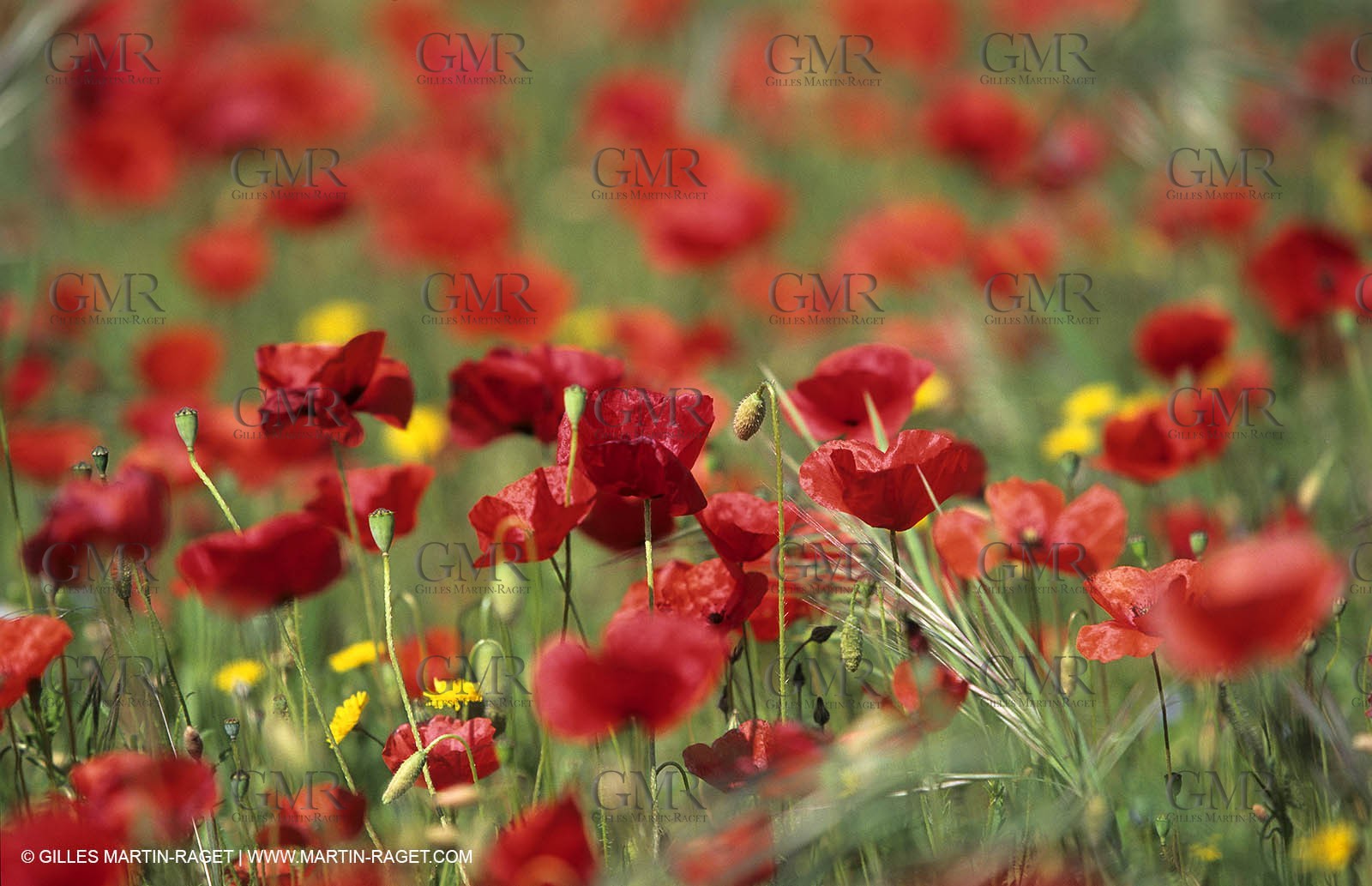 2000-2010- Les Alpilles (FRA,13) - Poppy fields