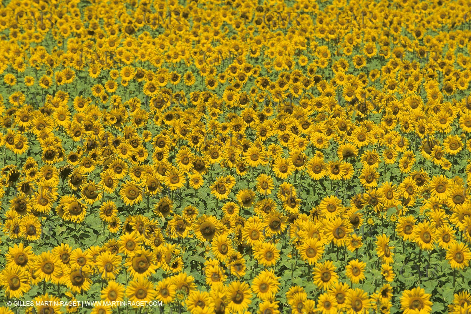 France, Provence, Champs de tournesols