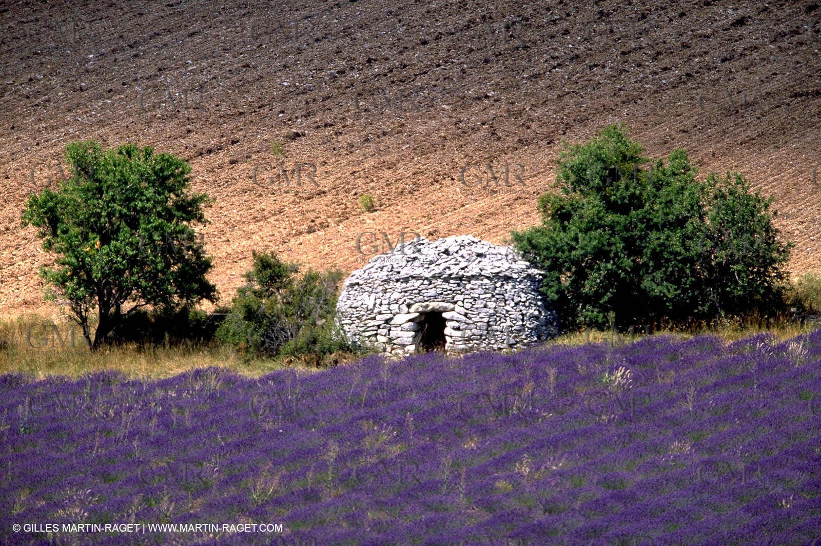 Lavander fields