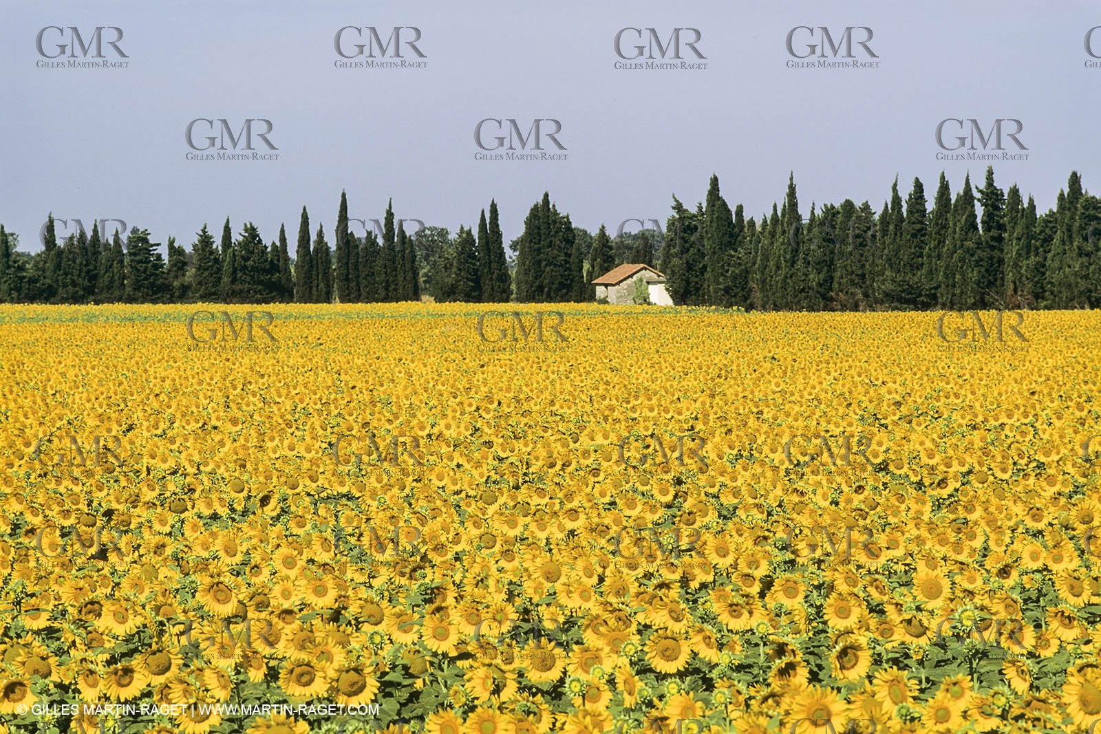 France, Provence, Champs de tournesols