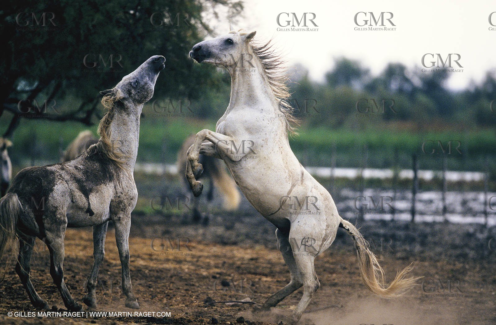 2000-2010- Arles - Les Saintes Maries de la mer (FRA,13) - Camargue horses