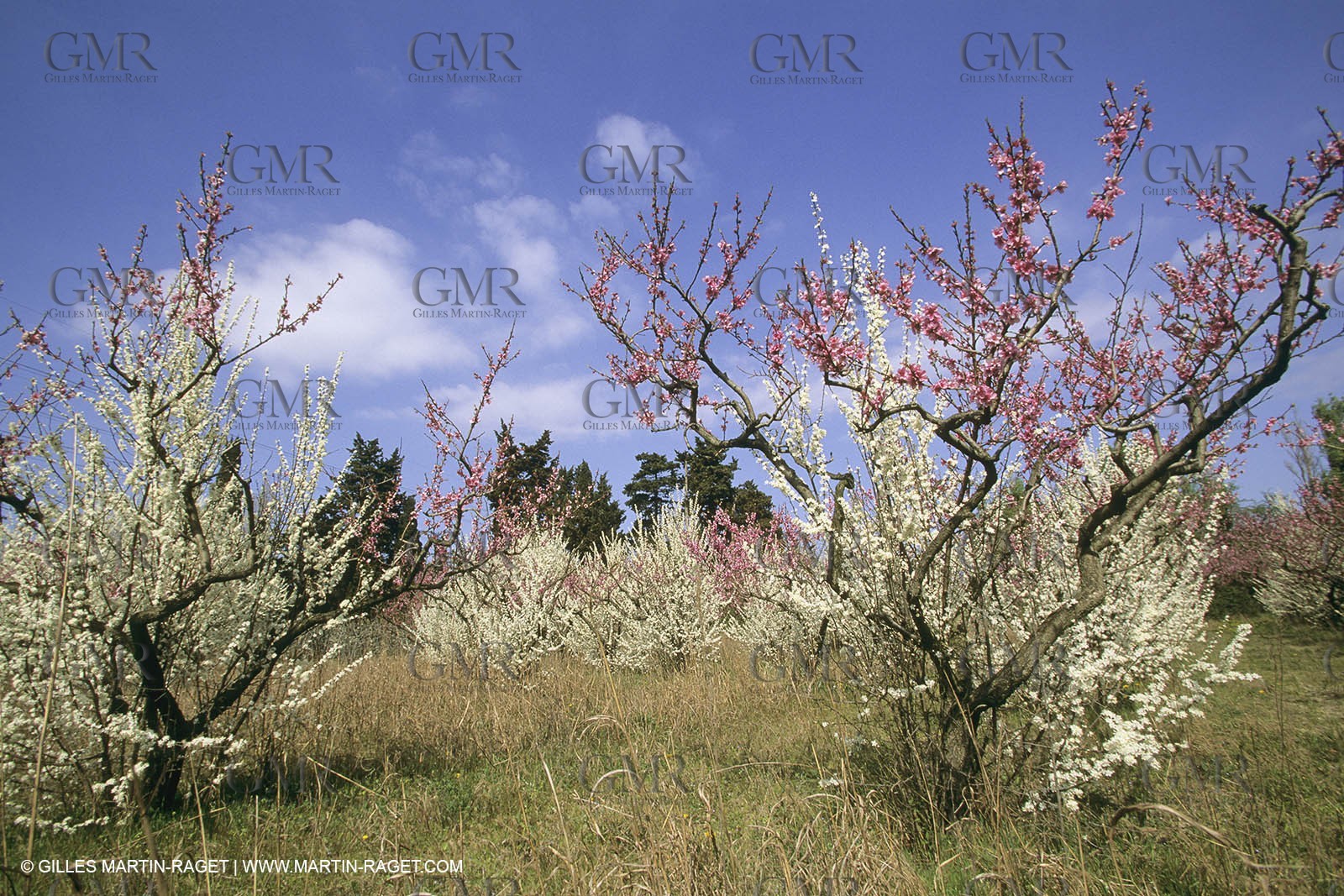 France, Provence, Arbres fruitiers en fleur   Spring bloom