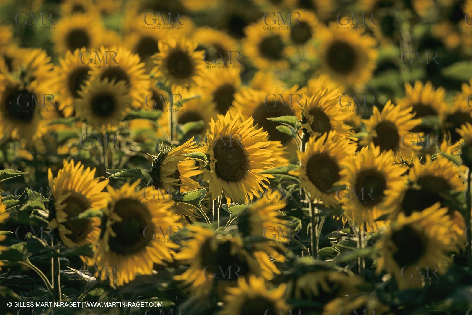 France, Provence, Champs de tournesols