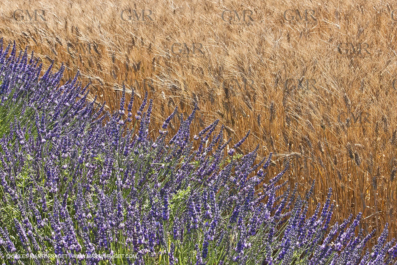 27 06 2011 - Valensole (FRA, 04) - Champs de lavande