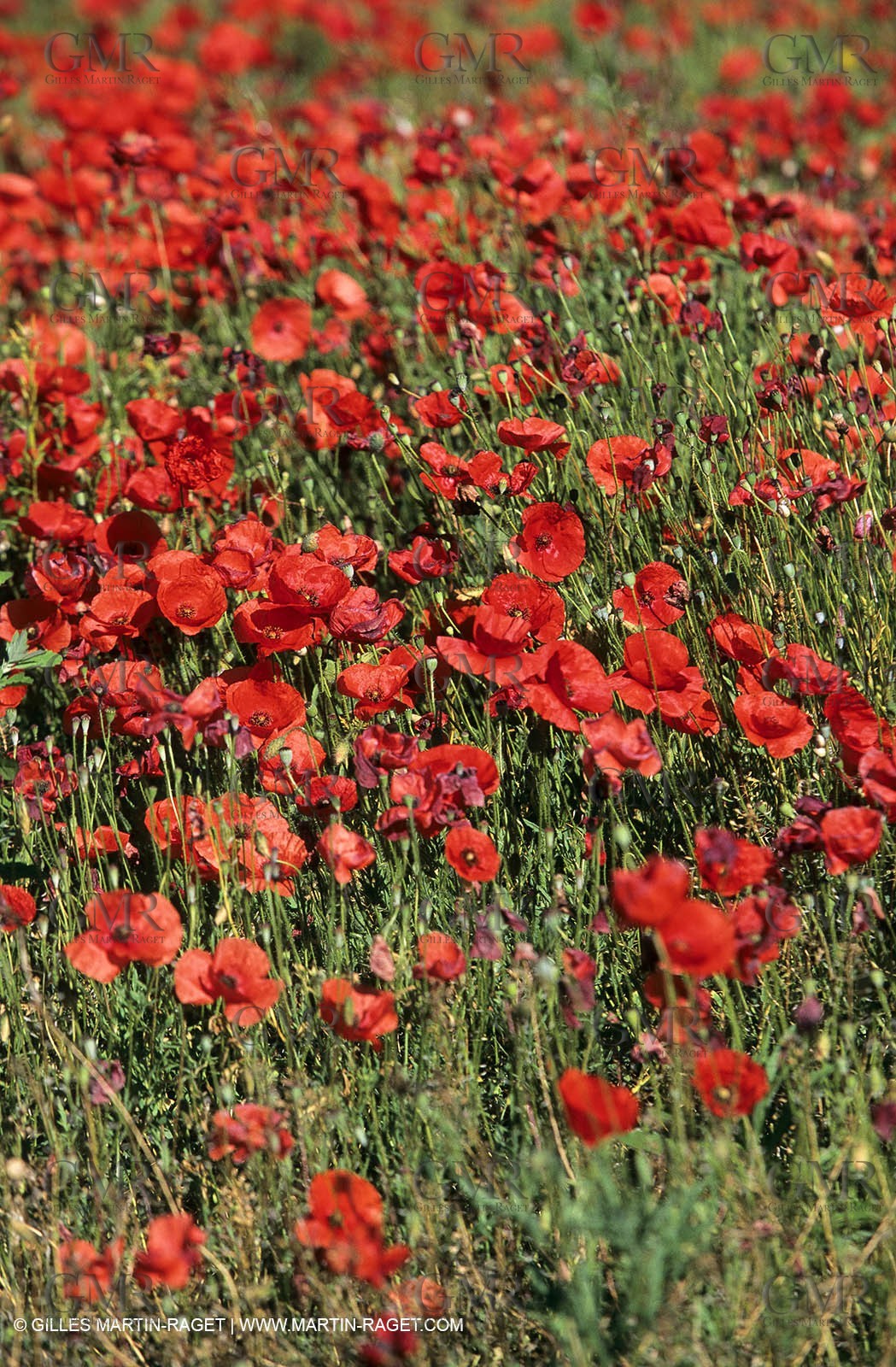 2000-2010- Les Alpilles (FRA,13) - Poppy fields