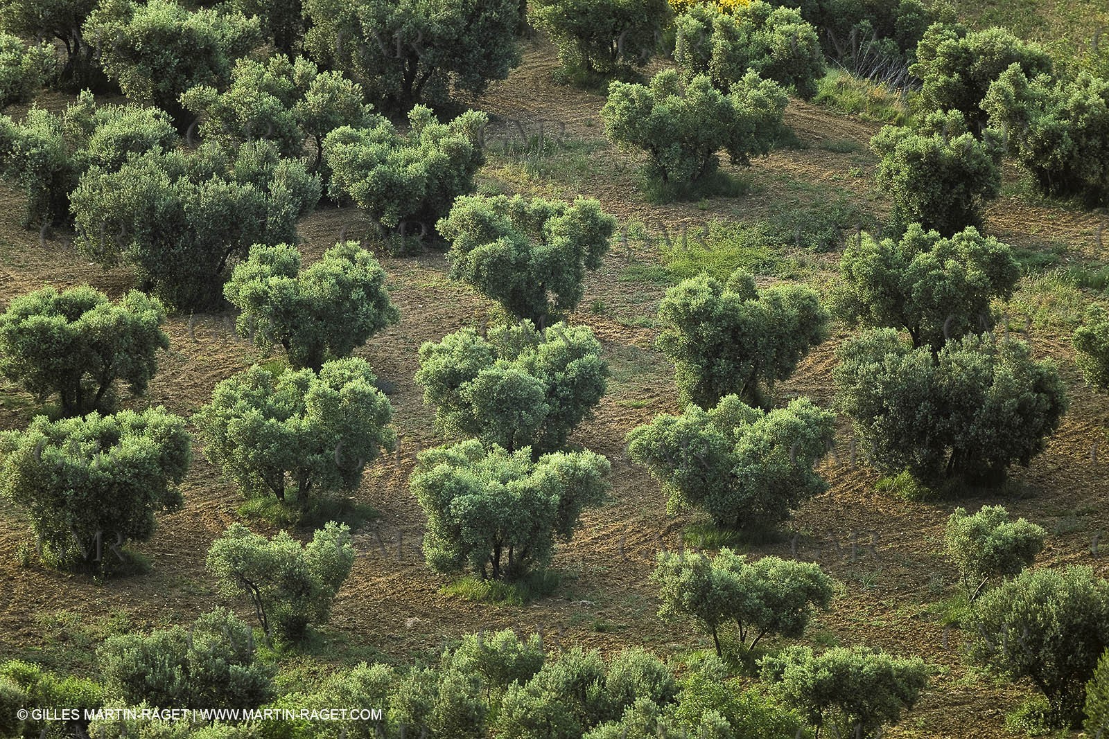 France, Provence, Oliviers, oliveraies, olive trees
