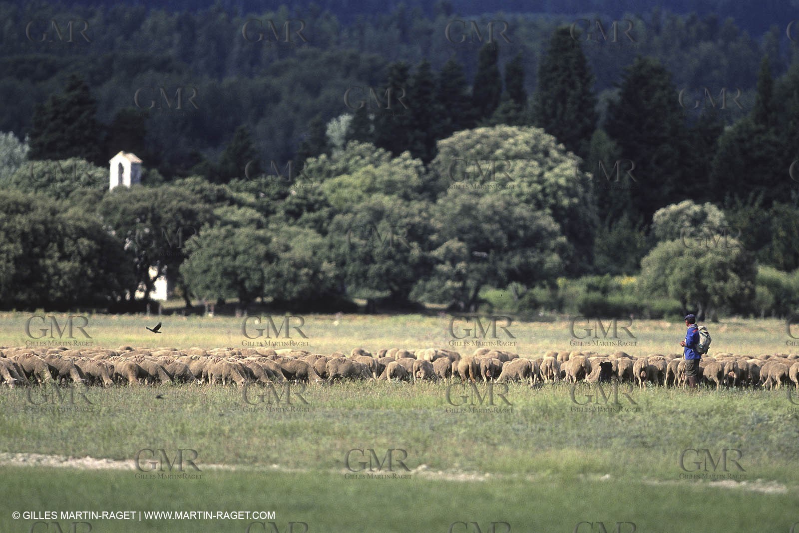 Saint Rémy de Provence (FRA,13) - Sheep stocks migration Fest