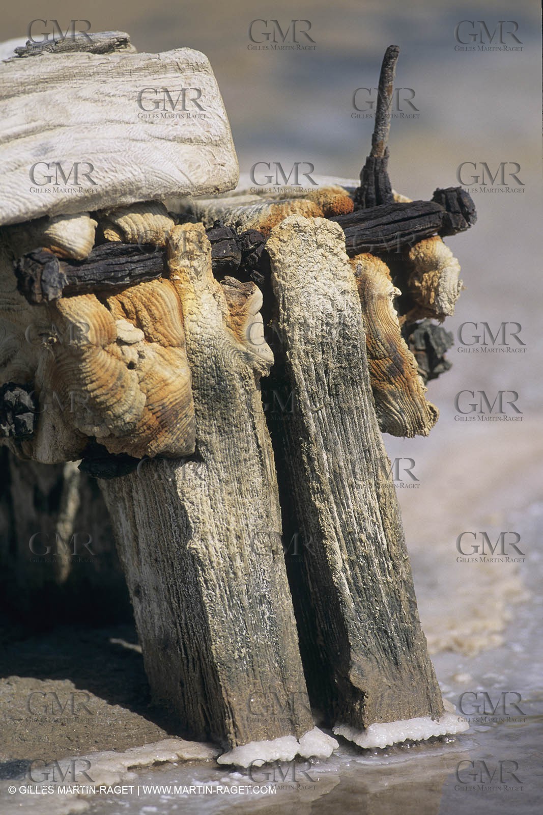 France, Provence, Camargue, Marais salant, Salted marshes