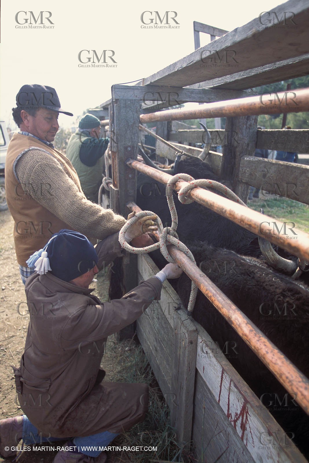 Arles - Camargue gardians (cow boys) at work