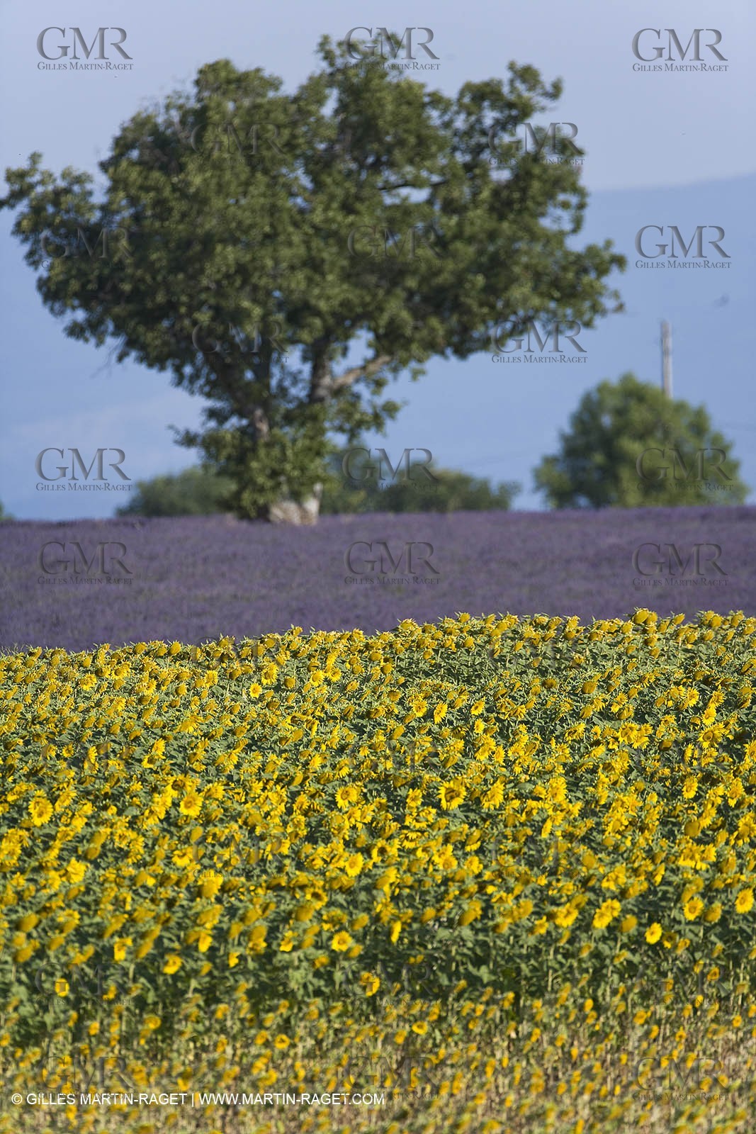13 08 2007 - Valensole (04) - lavender fields on Valensole plateau
