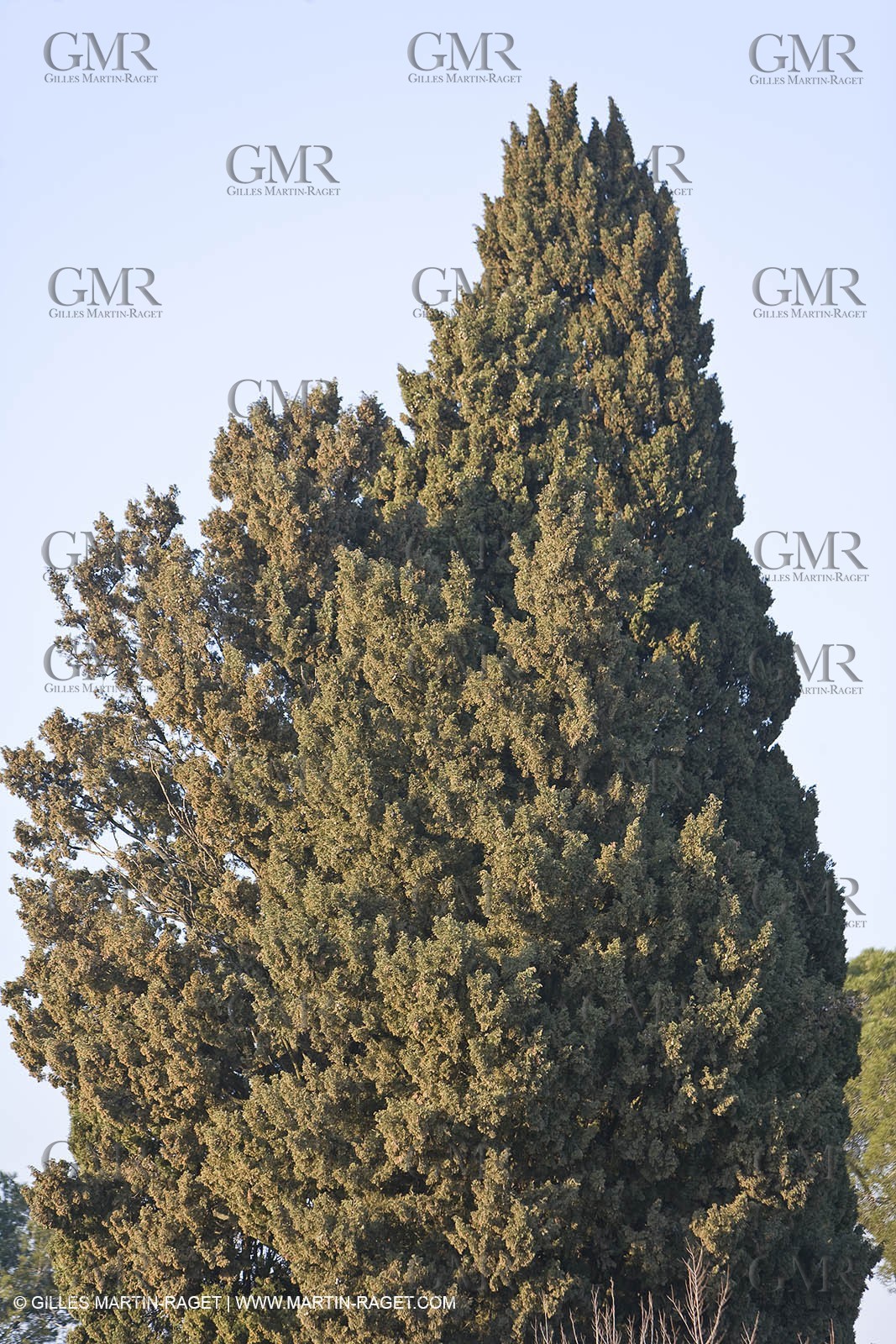 22 02 2008 - Saint Rémy de Provence (FRA, 13) - Alpilles hills landscapes