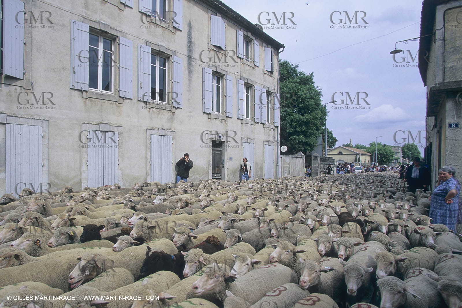 France, Provence, Moutons, bergers, élevage, transhumance