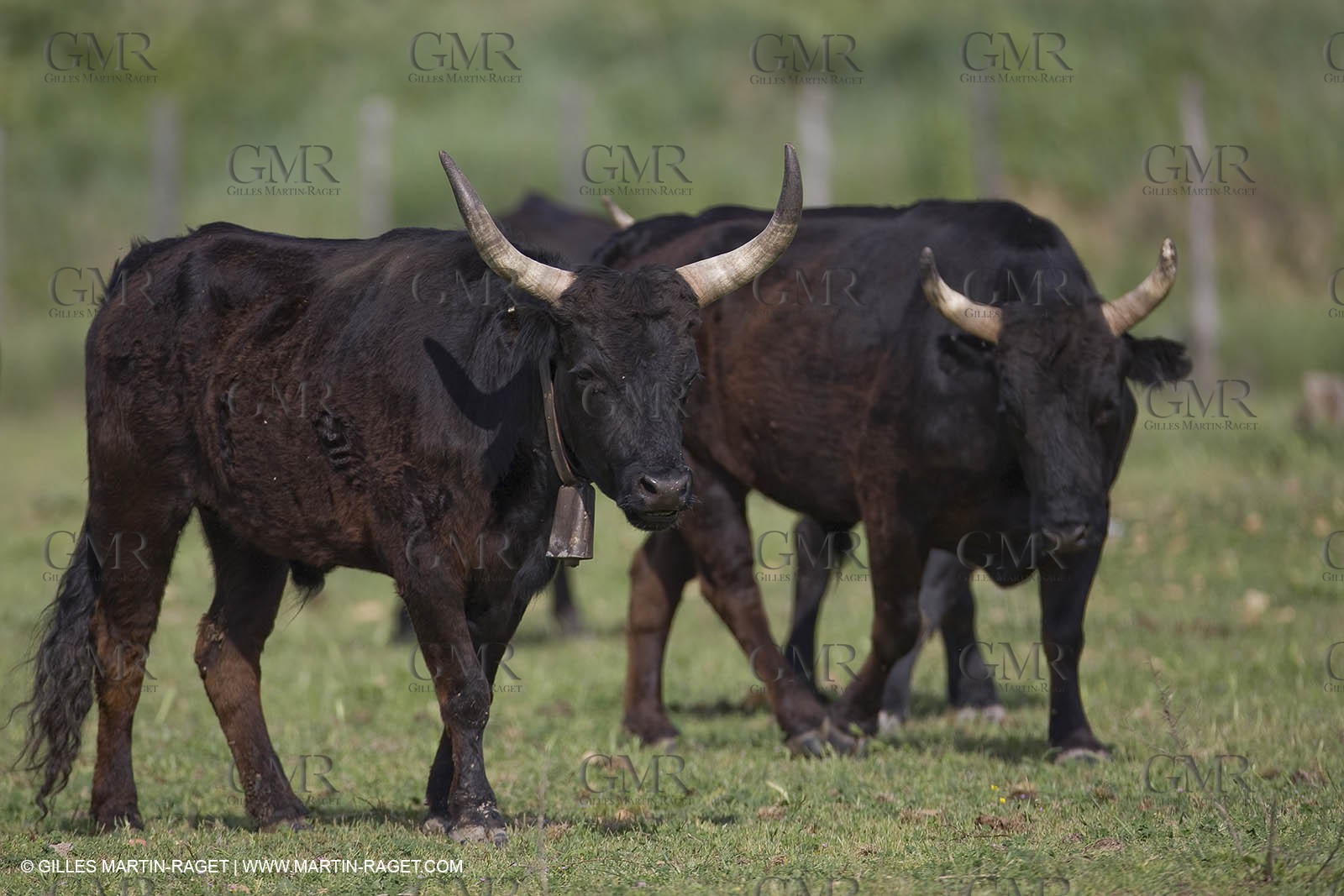 07 05 2008 - Le Cailar (FRA,30) - Stock work at Mas du Pont de Laute domain