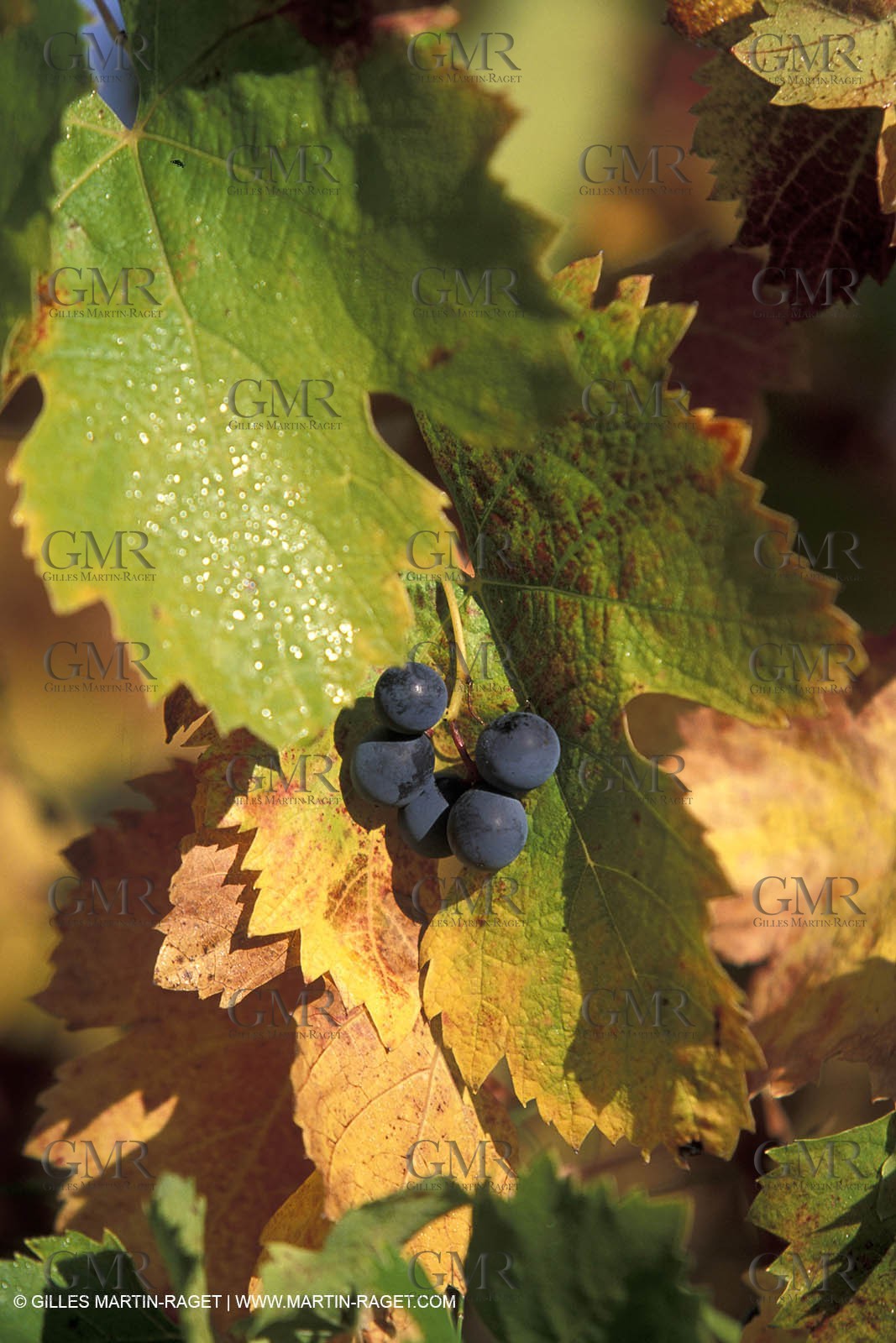 Wine - vineyards - Harvest