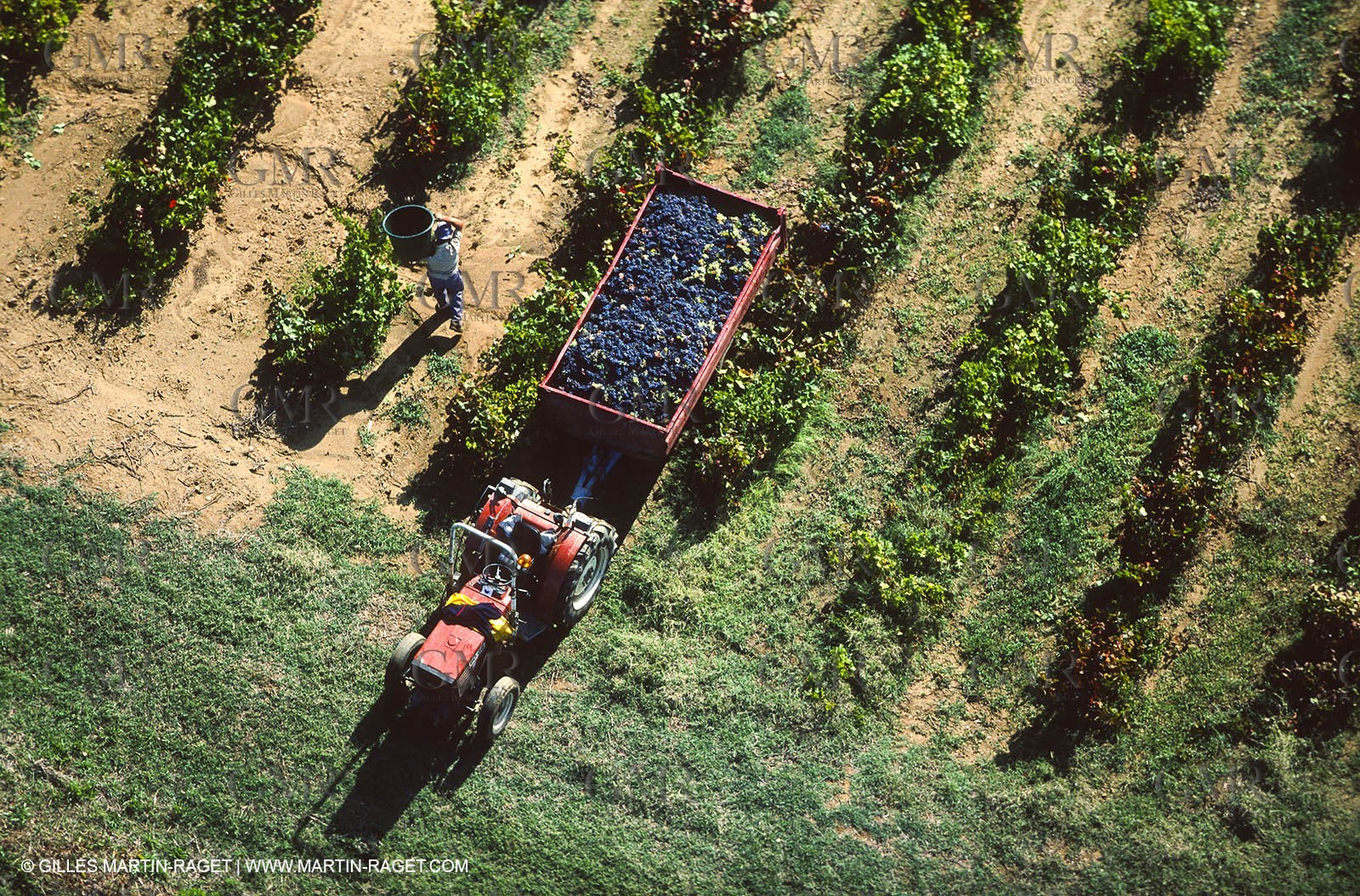 Provence, Le temps des vendanges
