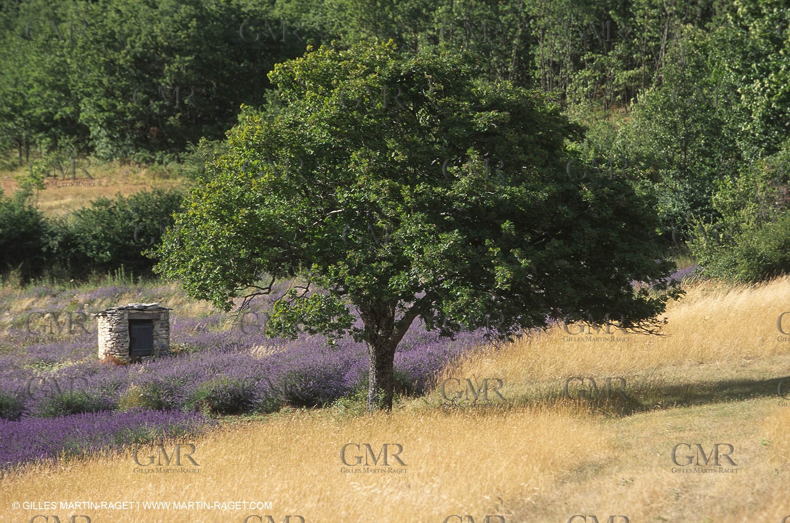 Hgher Provence - Lavender fields