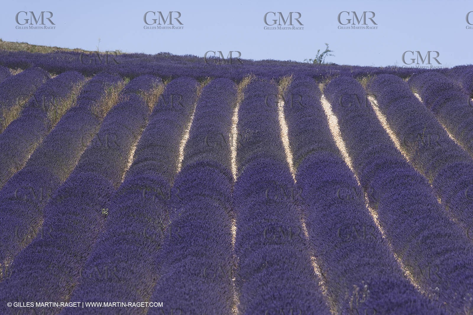 13 08 2007 - Valensole (04) - lavender fields on Valensole plateau