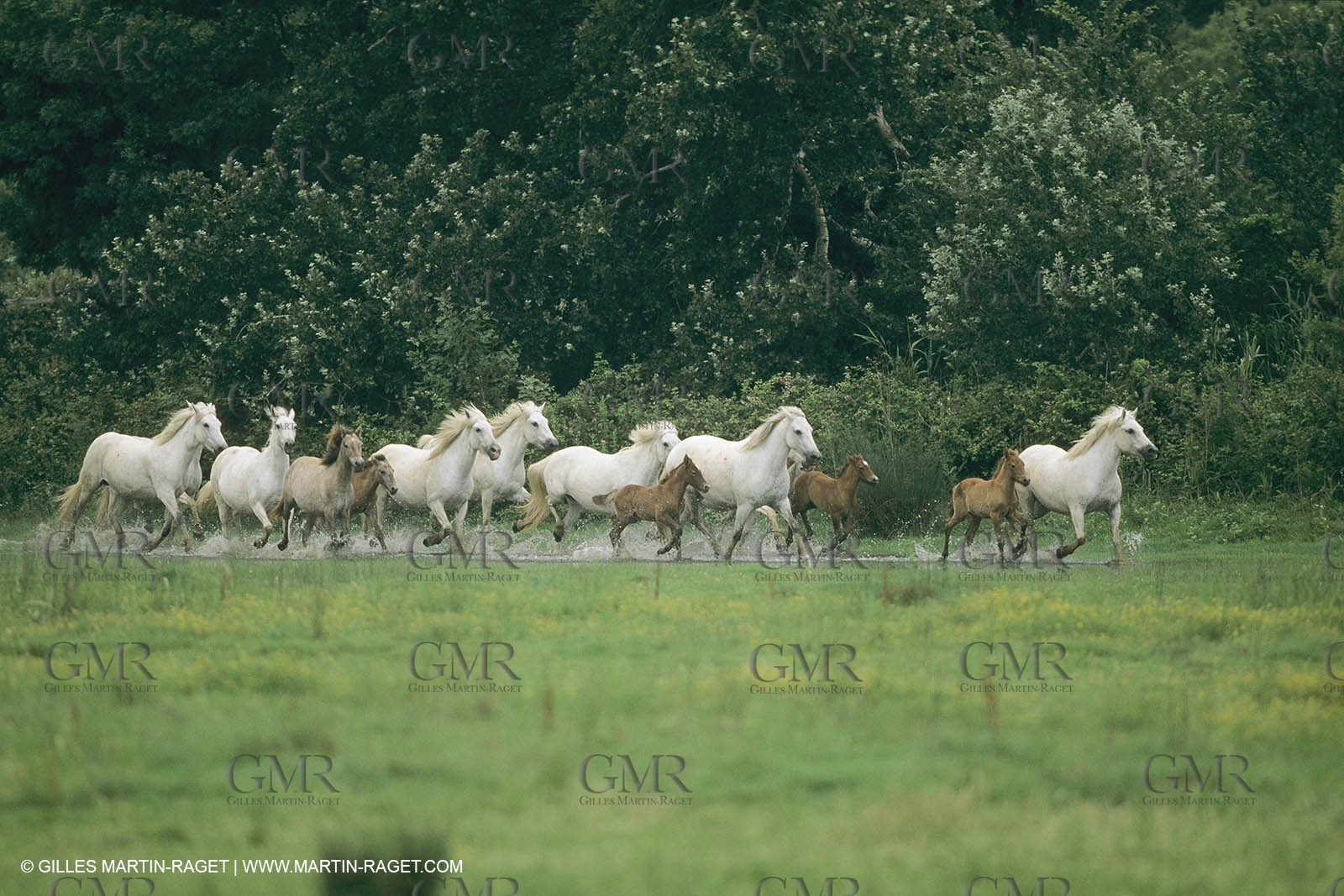 France, Provence, Camargue, chevaux   Horses