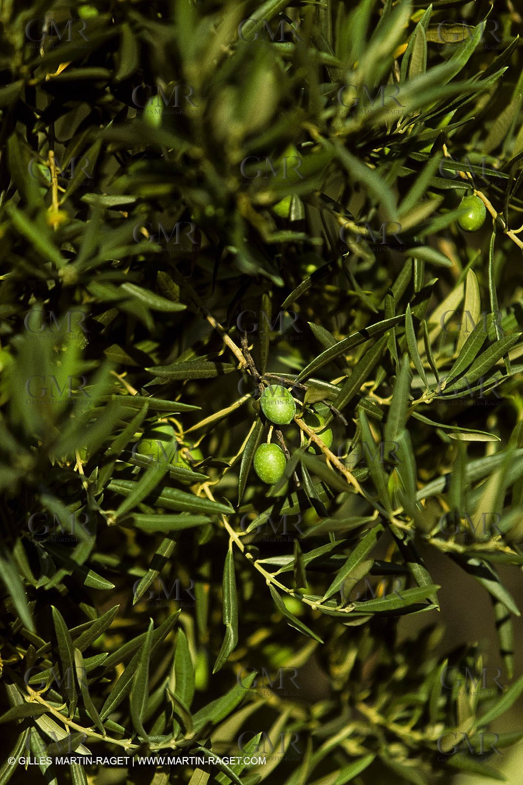 France, Provence, Oliviers, oliveraies, olive trees