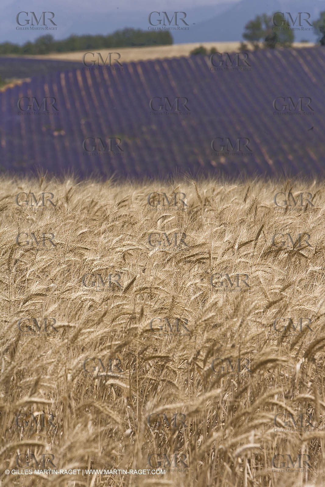 13 08 2007 - Valensole (04) - lavender fields on Valensole plateau