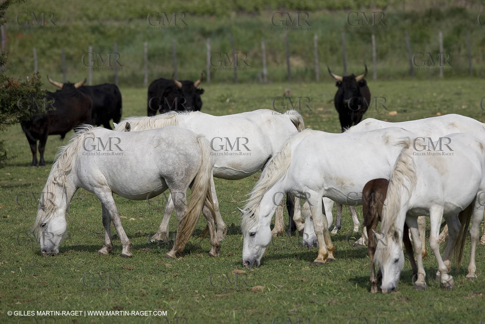 07 05 2008 - Le Cailar (FRA,30) - Stock work at Mas du Pont de Laute domain