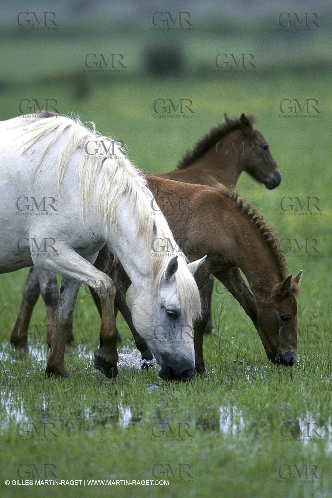 Camargue (FRA,13)