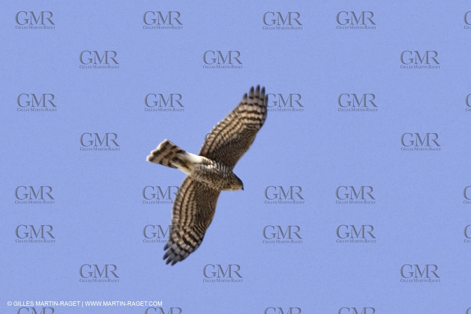 10 09 2009 - Marseille (FRA, 13) - Les Calanques - Massif de Marseilleveyre - Epervier
