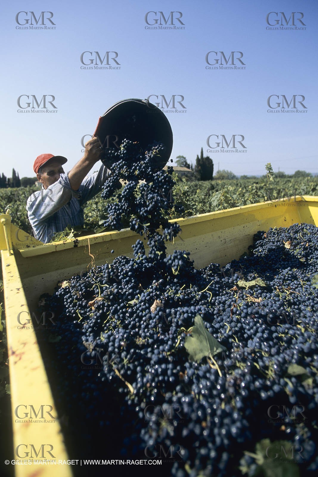 Vin, Vigne , Vendanges, vignification, vignobles, France, Provence, Côte du Rhône, Rosé