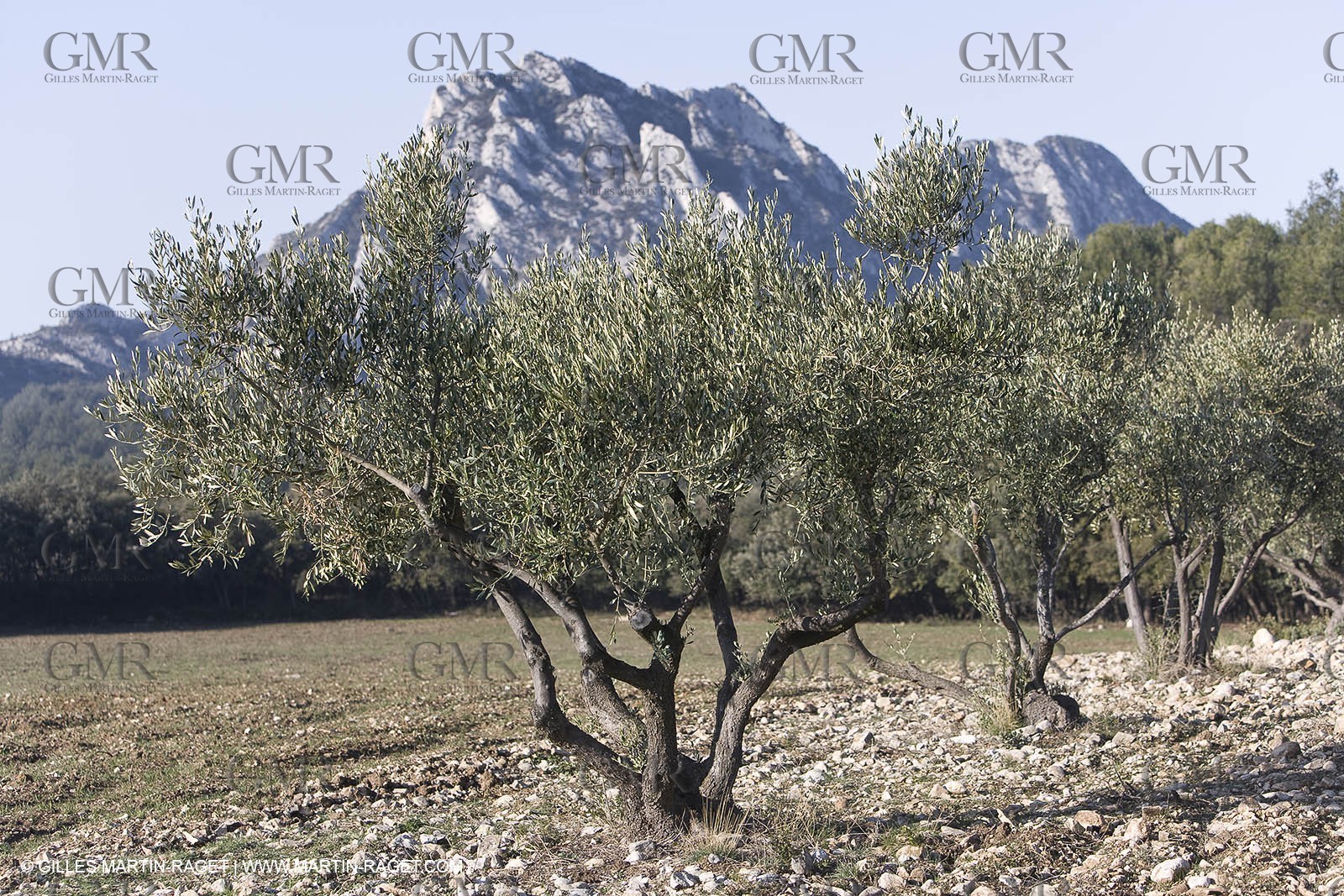 09 02 2008 - Les Baux de Provence (FRA, 13) - Alpilles hills landscapes