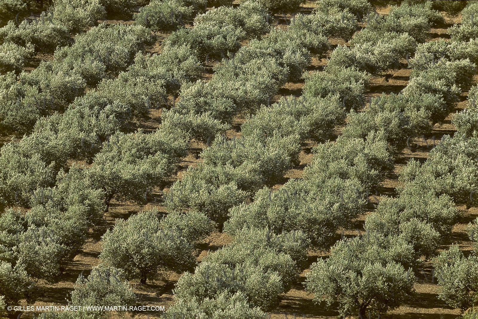France, Provence, Oliviers, oliveraies, olive trees