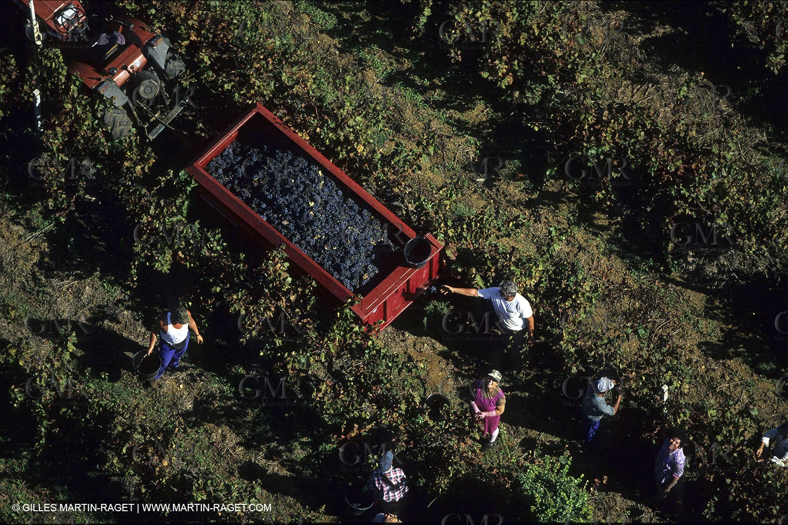 Wine - vineyards - Harvest