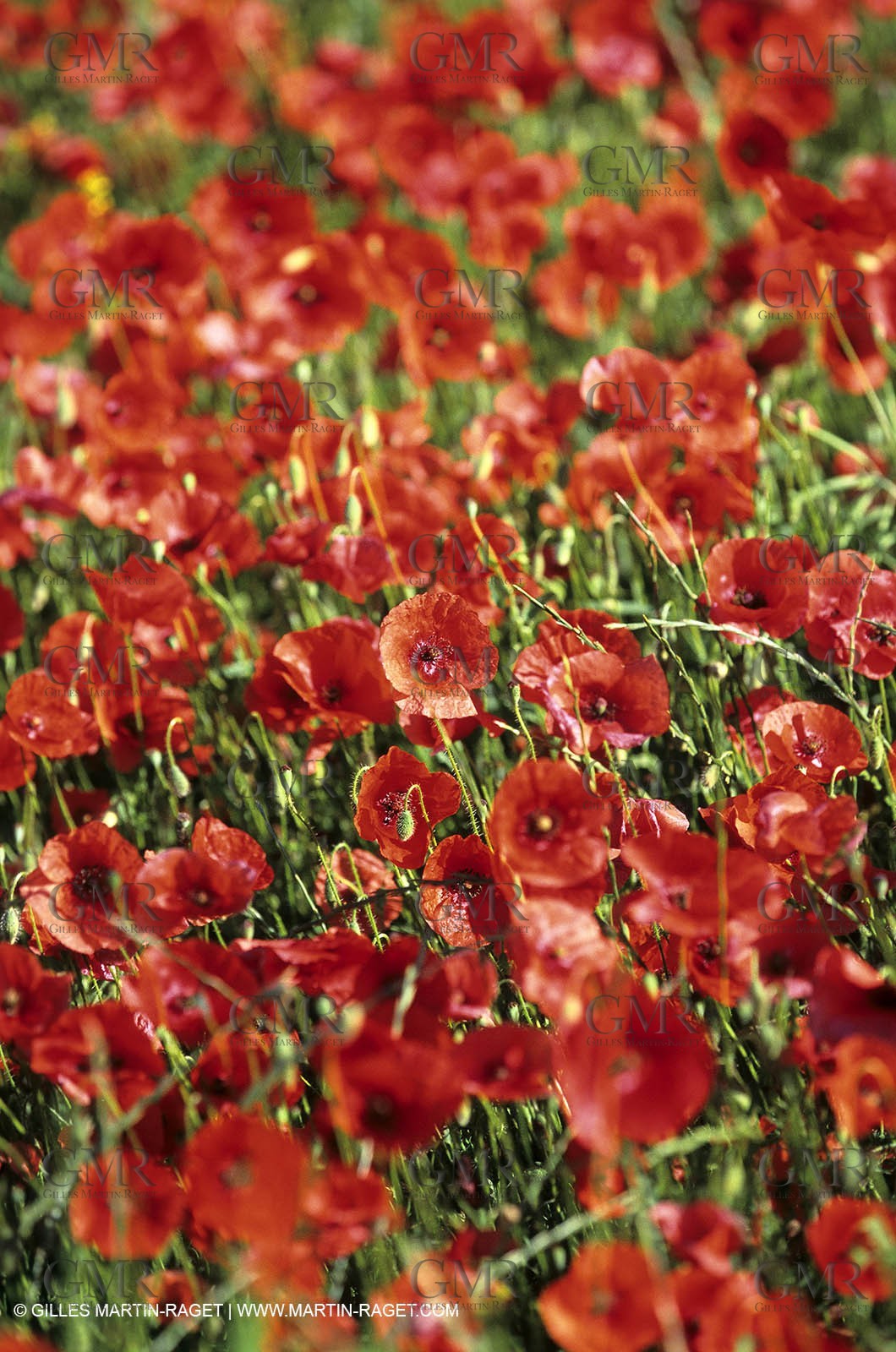 2000-2010- Les Alpilles (FRA,13) - Poppy fields